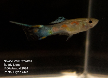 guppy  swordtail